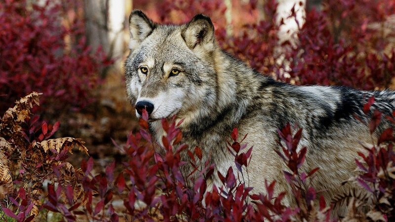 wolf in autumn foliage