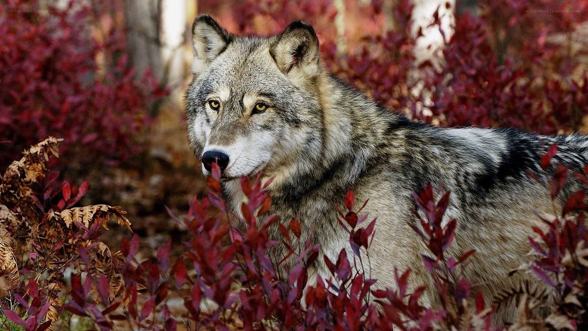 wolf in autumn foliage