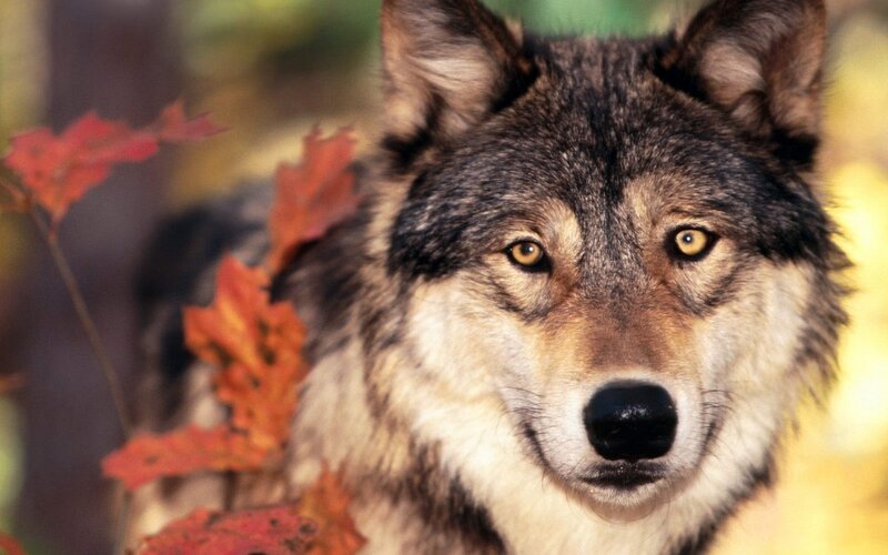 Wolf in Autumn Foliage — Brown, Natural