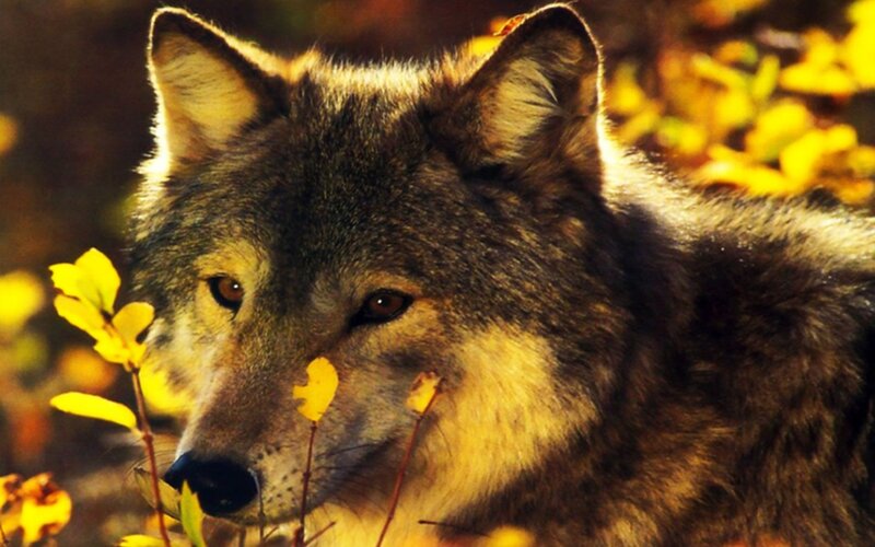 Wolf in Autumn Foliage — Brown