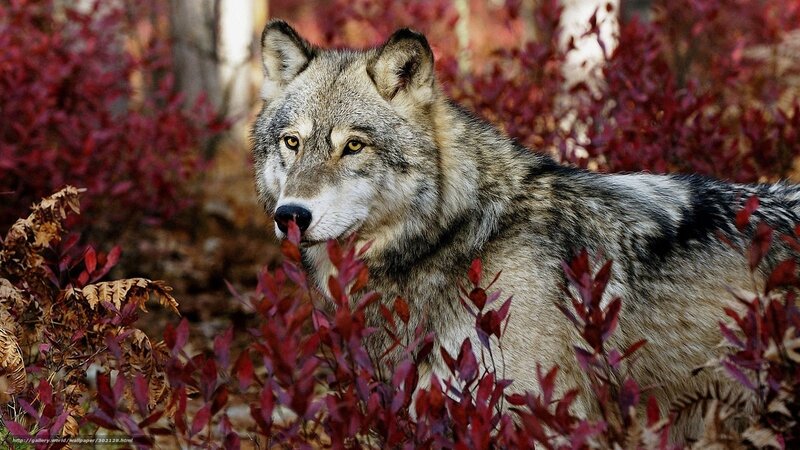 Wolf in Autumn Foliage — Gray, Natural