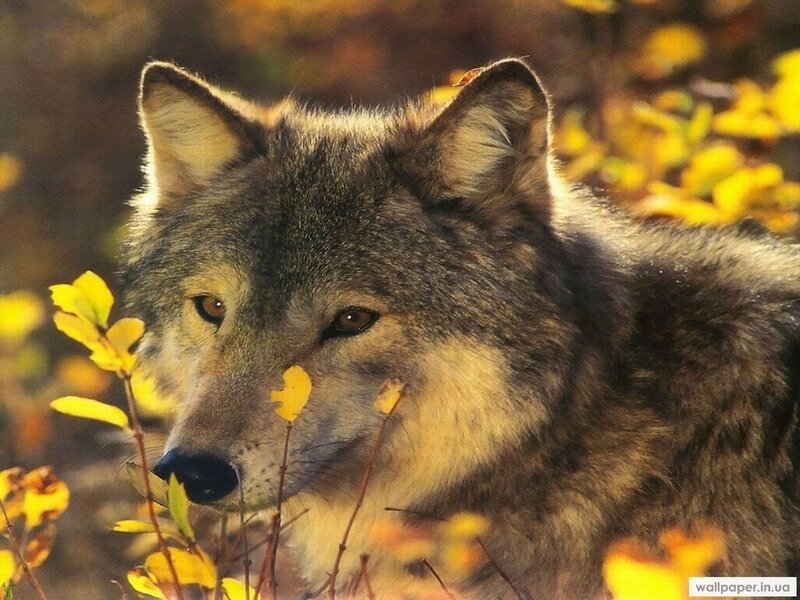 Wolf in Autumn Foliage — Gray