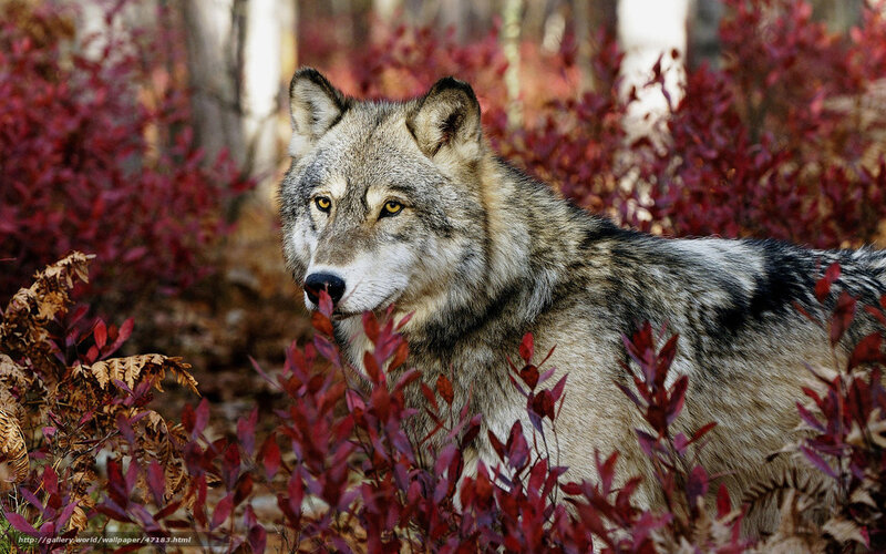 Wolf in autumn foliage
