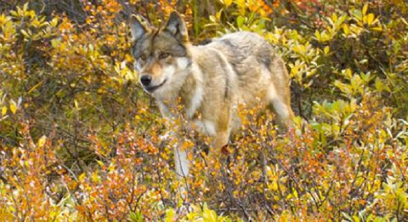 Wolf in Autumn Foliage — Yellow