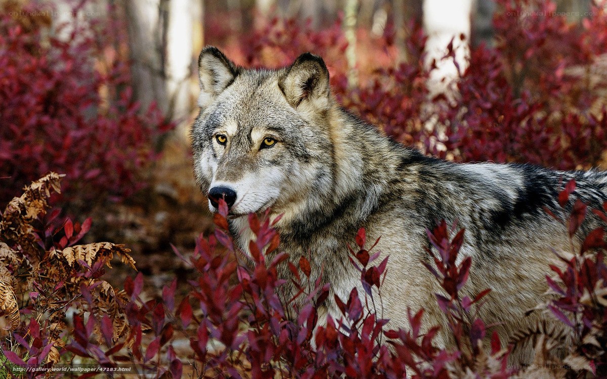 Wolf in autumn foliage
