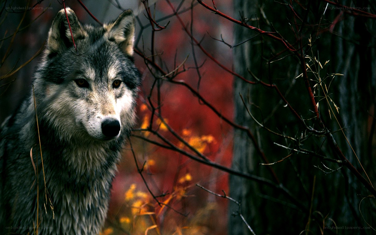 wolf in autumn forest