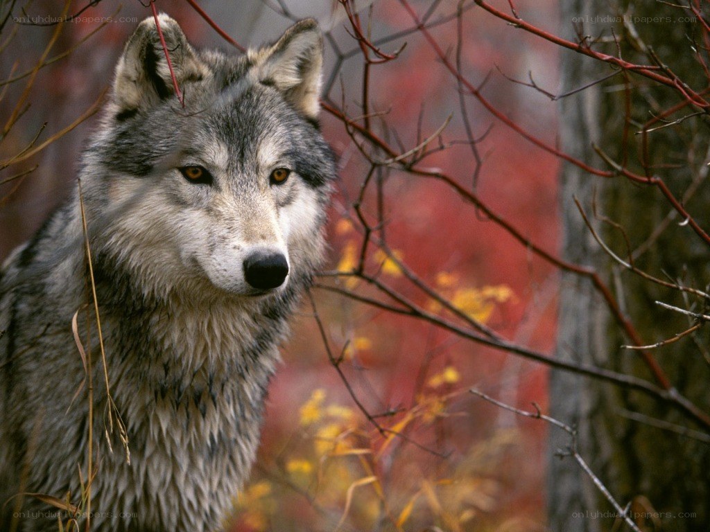 wolf in autumn forest