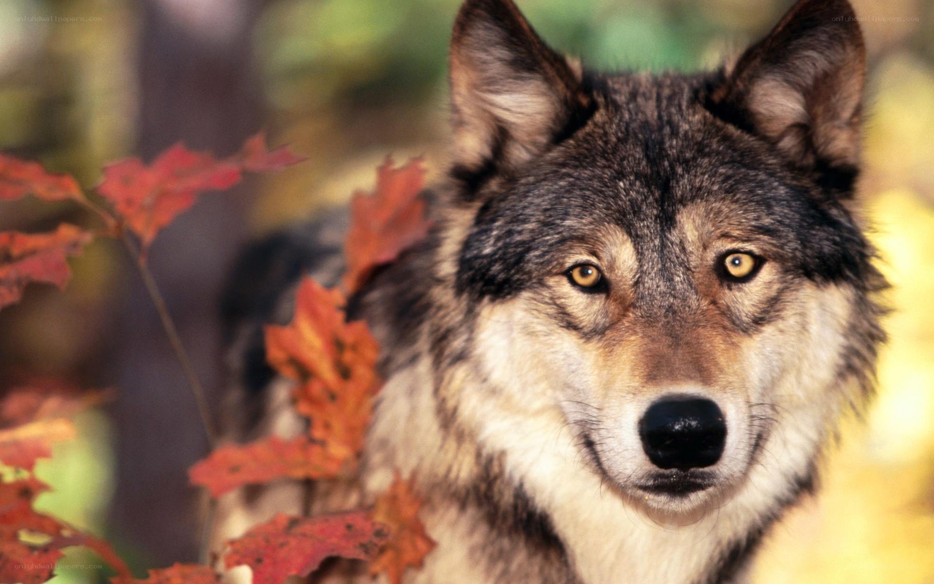 wolf in autumn forest