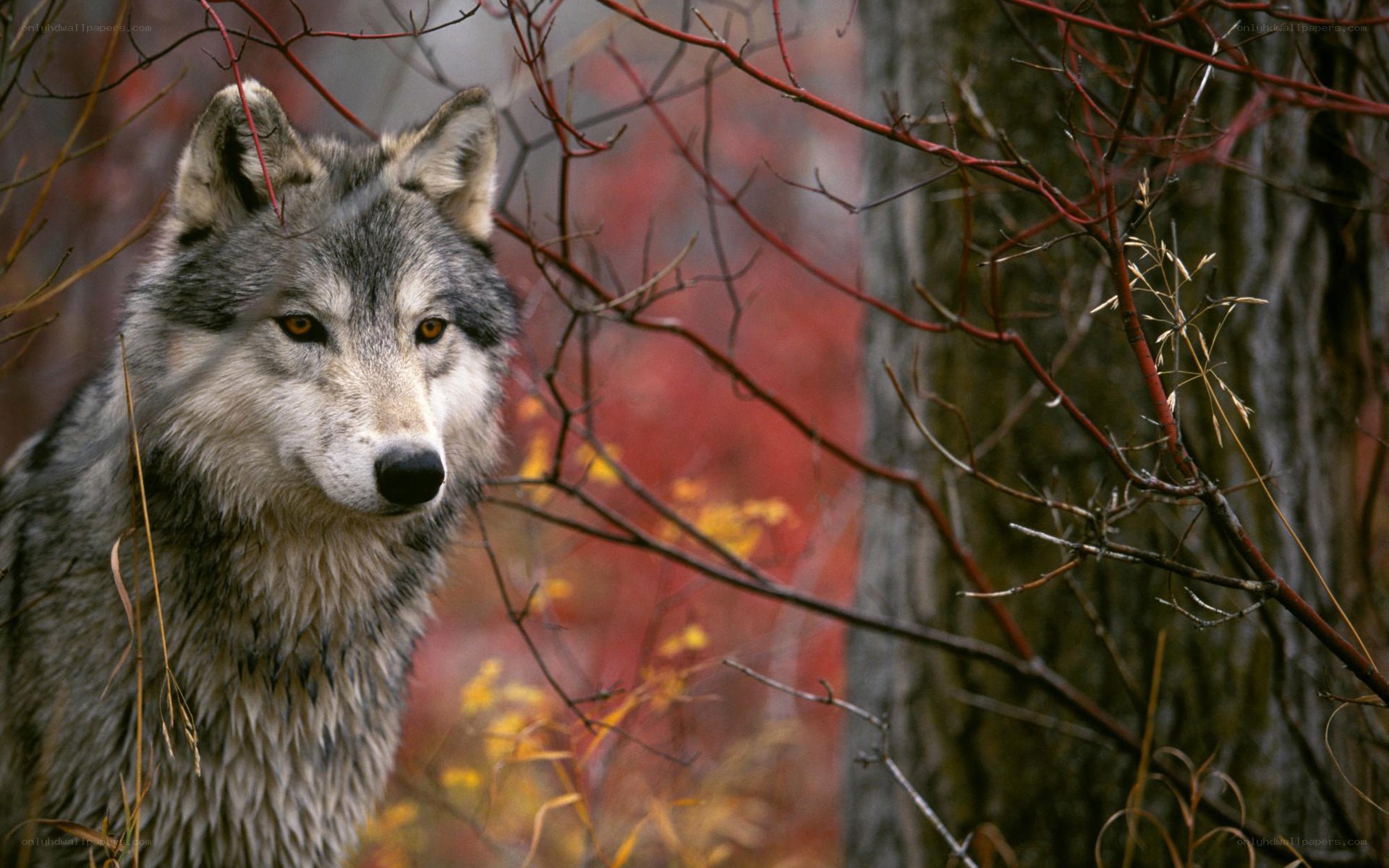 wolf in autumn forest