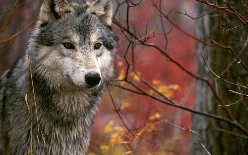 wolf in autumn forest