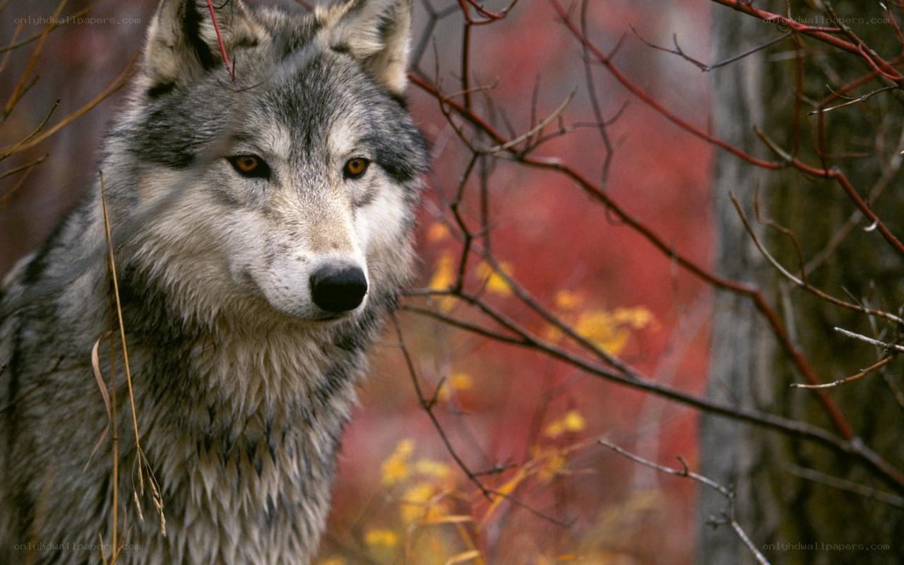 wolf in autumn forest