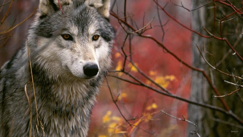 wolf in autumn forest