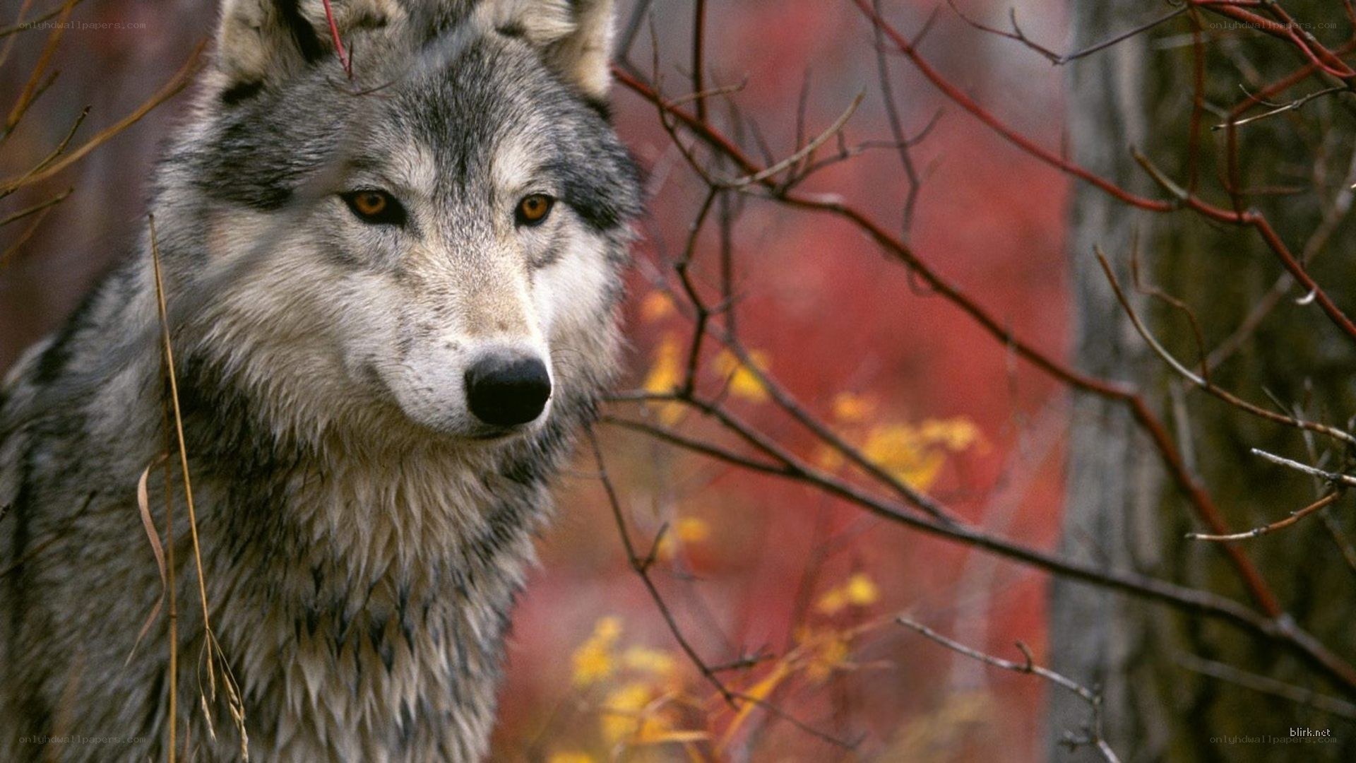 wolf in autumn forest