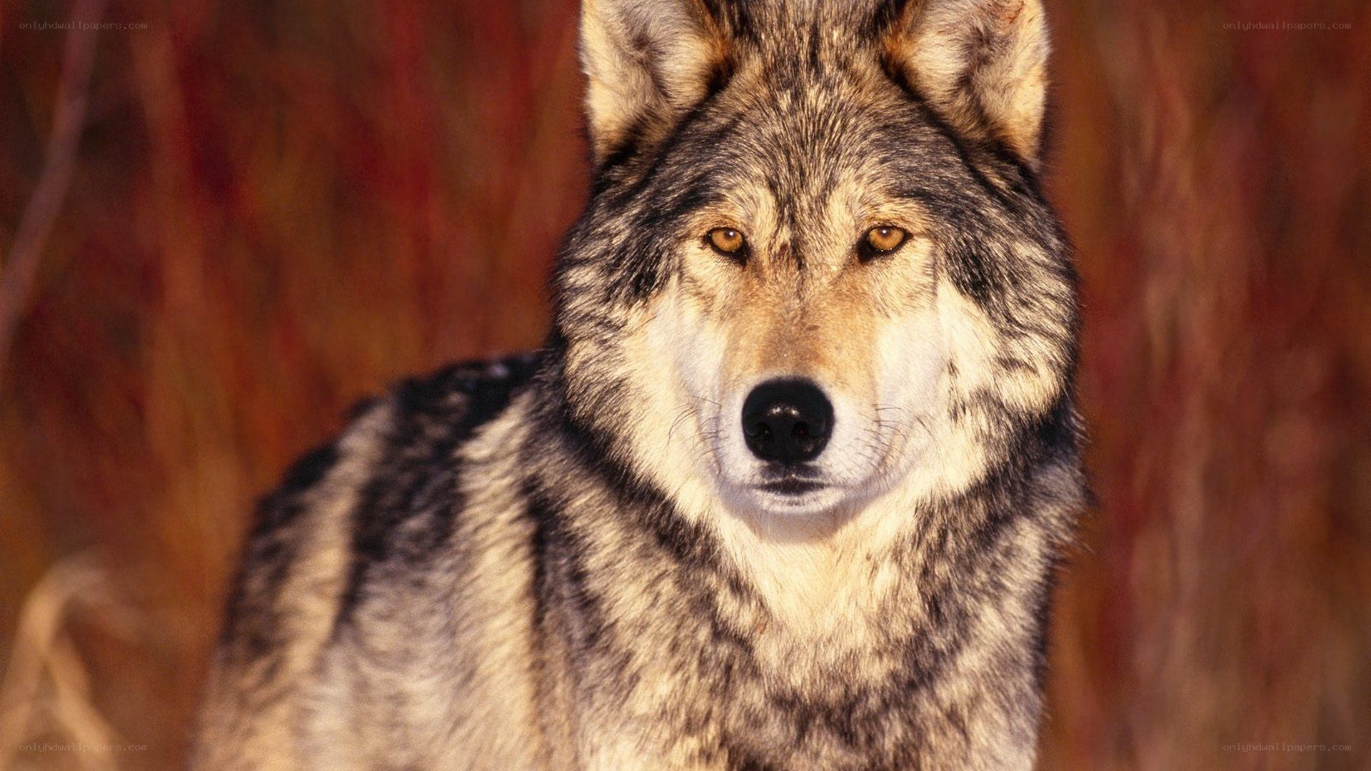 wolf in autumn forest