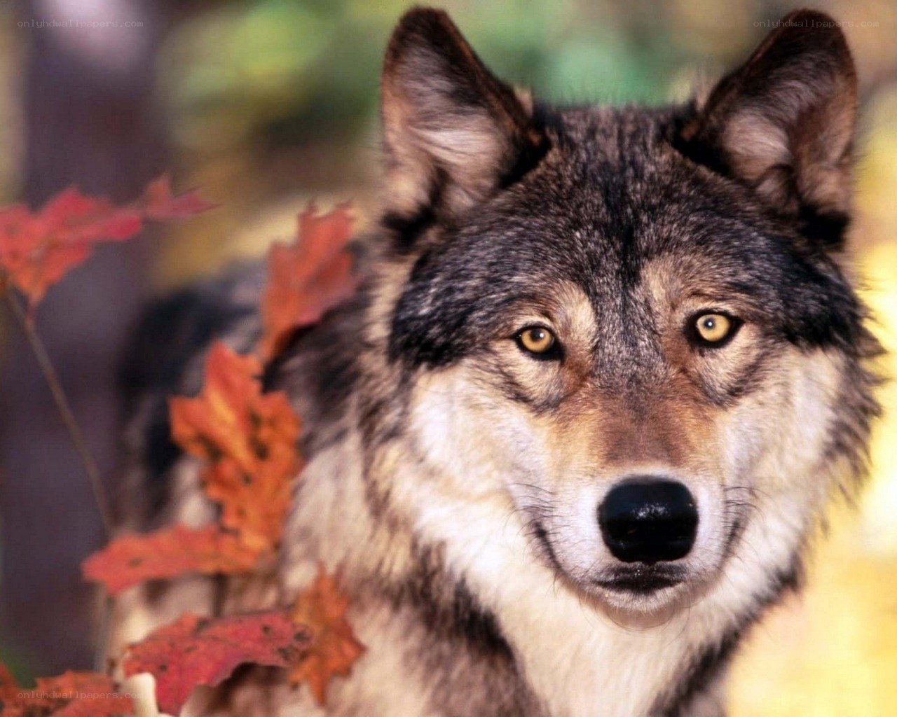 wolf in autumn forest