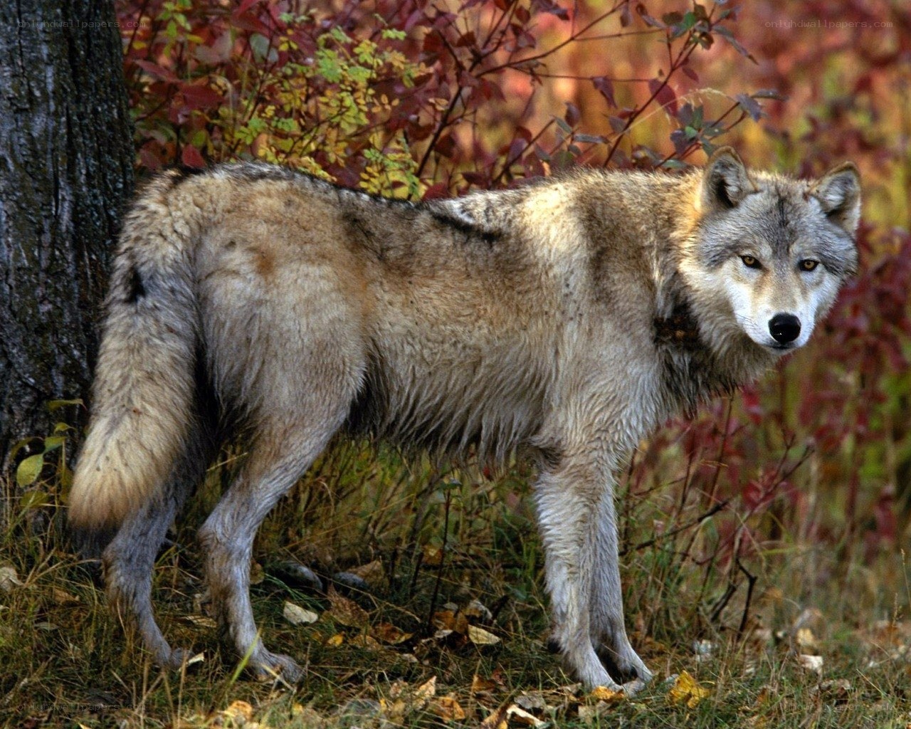 wolf in autumn forest