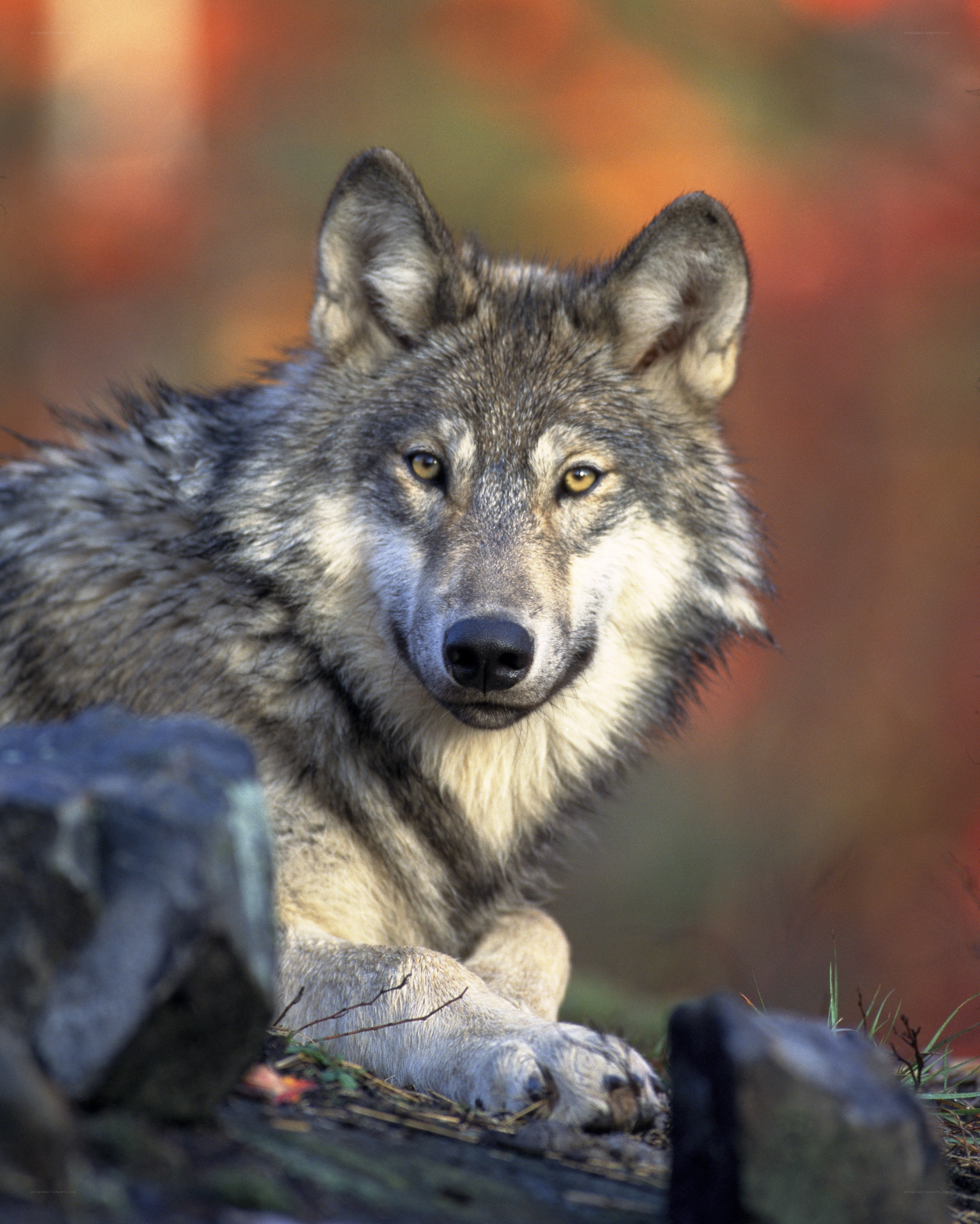 wolf in autumn forest