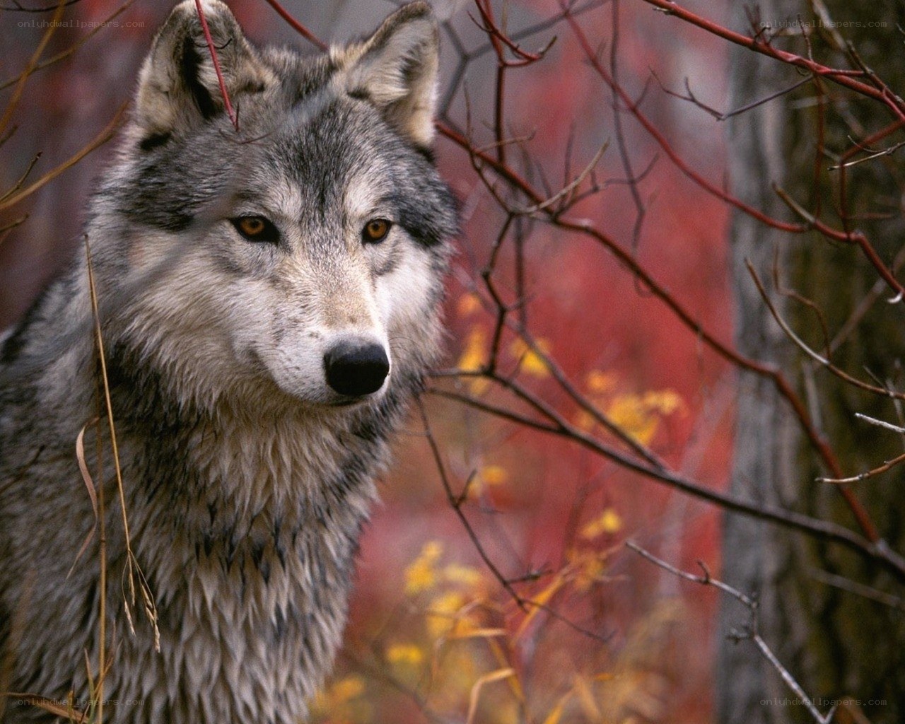 wolf in autumn forest