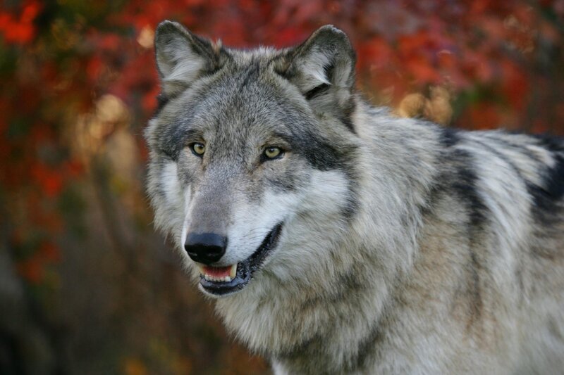 wolf in autumn forest