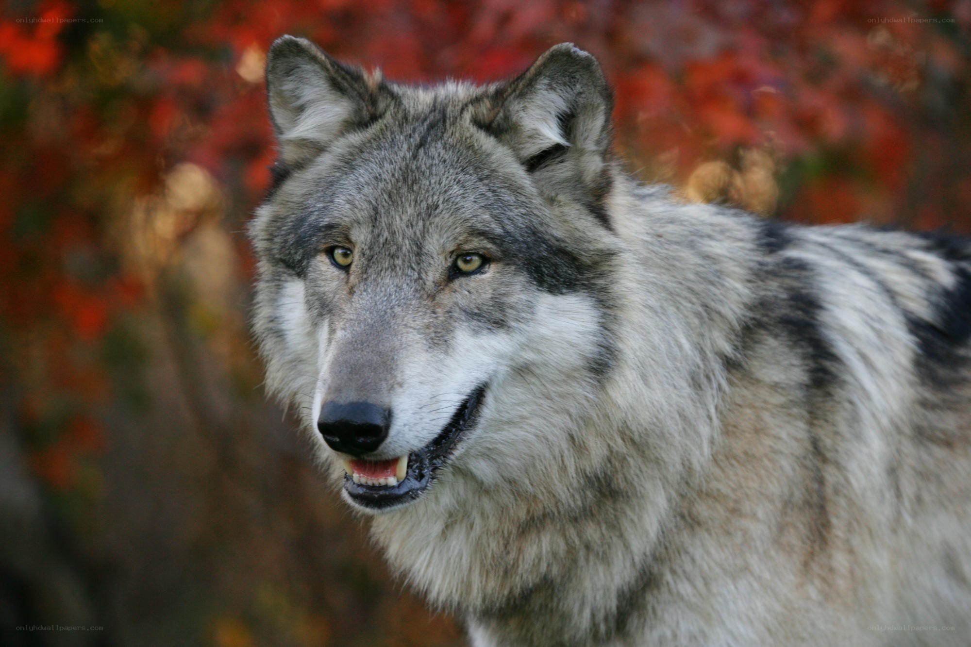 wolf in autumn forest