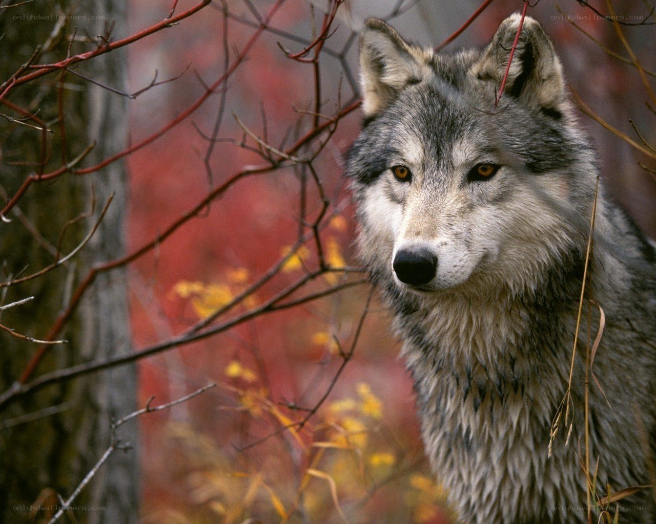 wolf in autumn forest