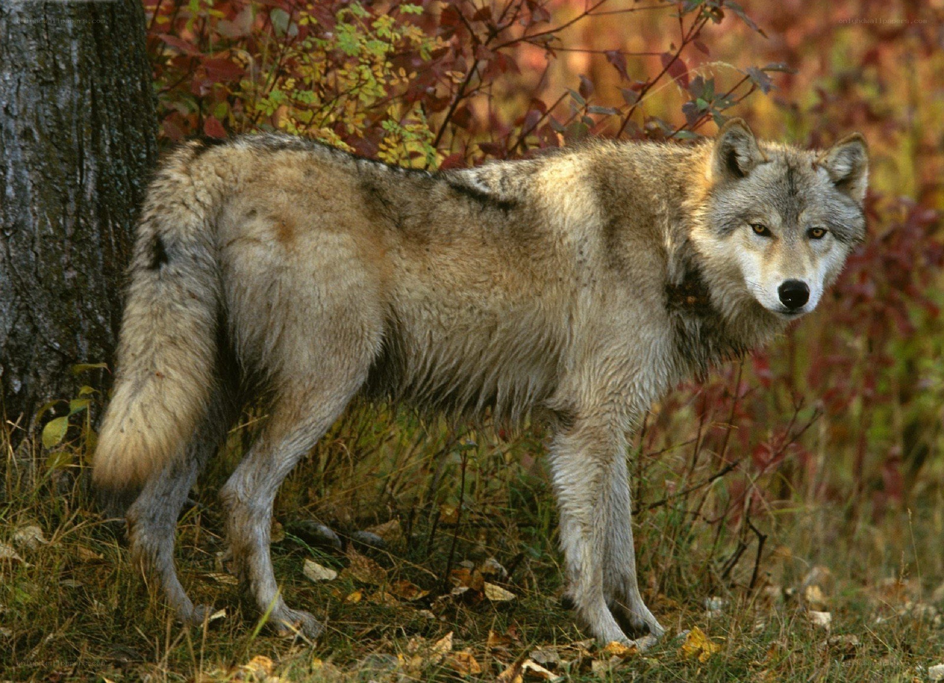 wolf in autumn forest