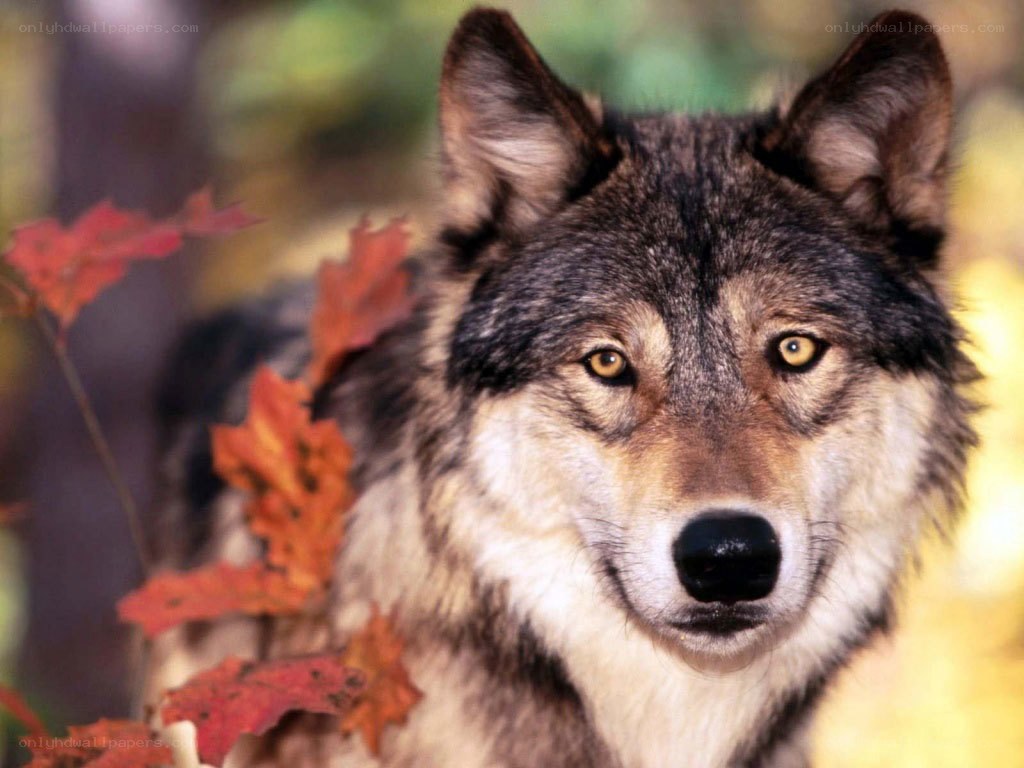 wolf in autumn forest