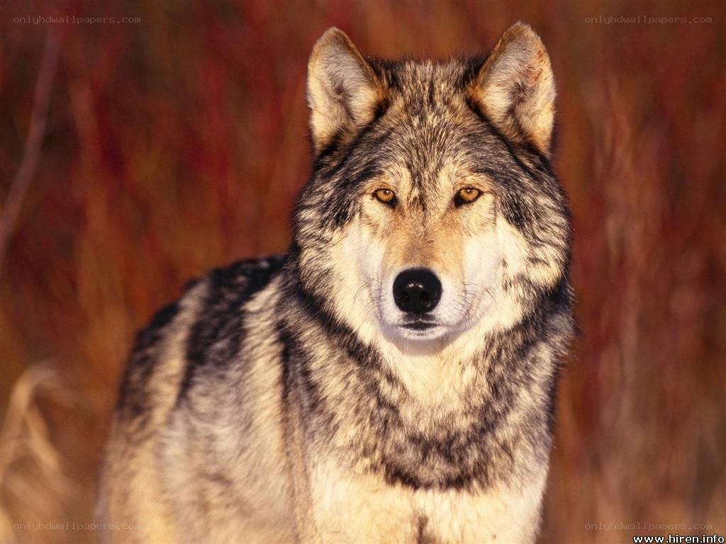 wolf in autumn forest