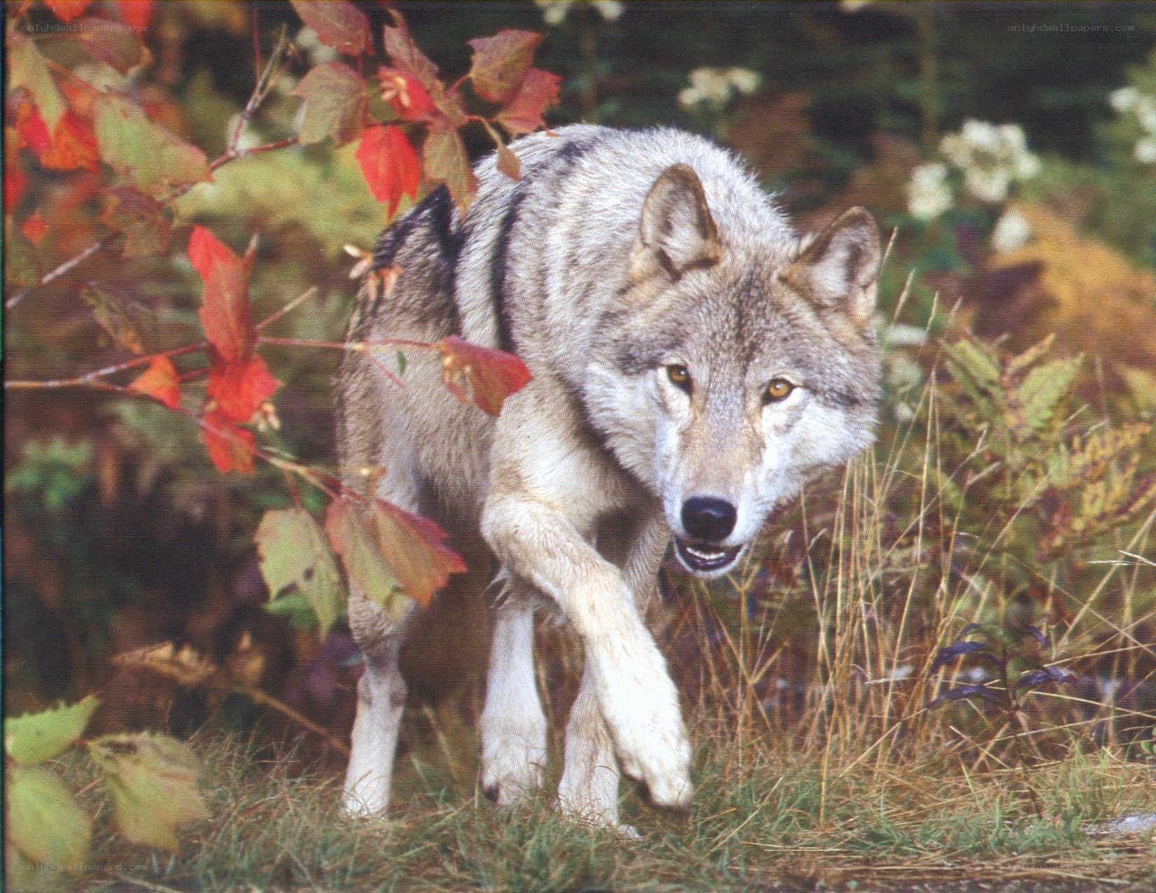 wolf in autumn forest