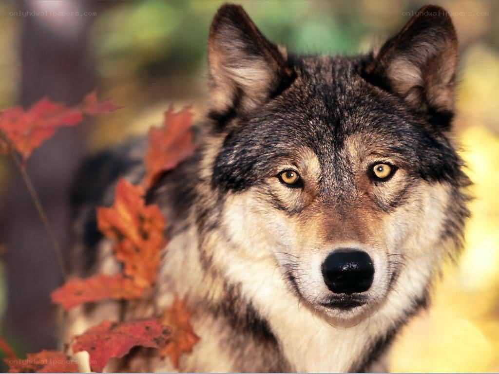 wolf in autumn forest