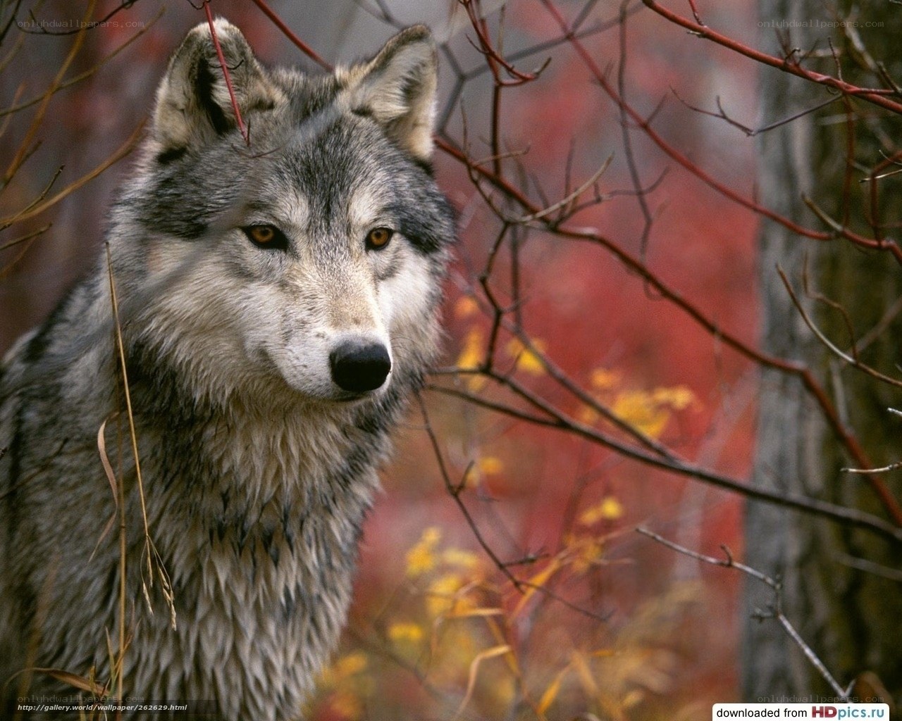 wolf in autumn forest