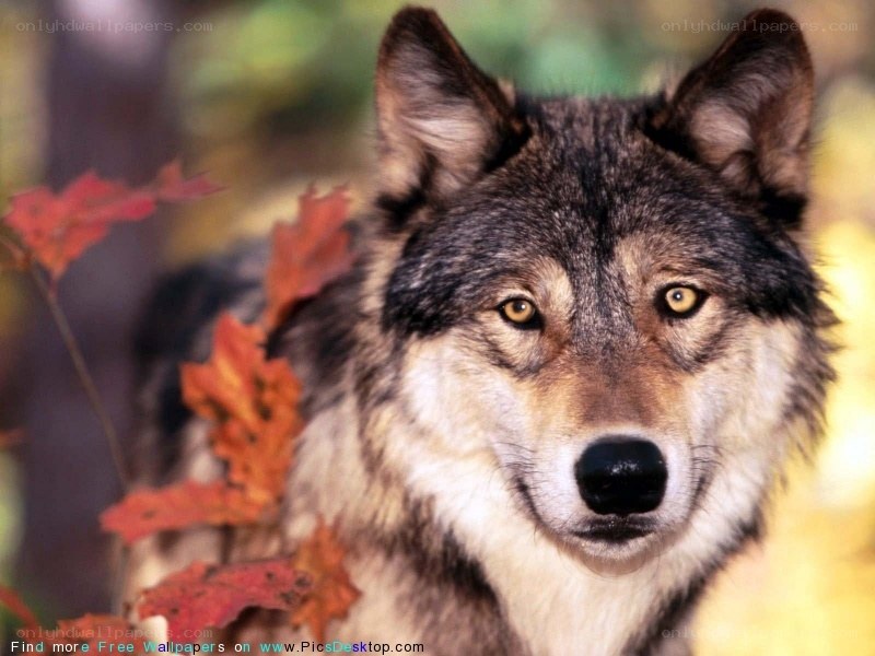 wolf in autumn forest