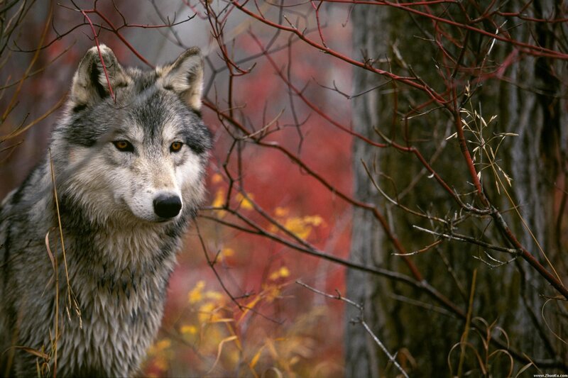 wolf in autumn forest