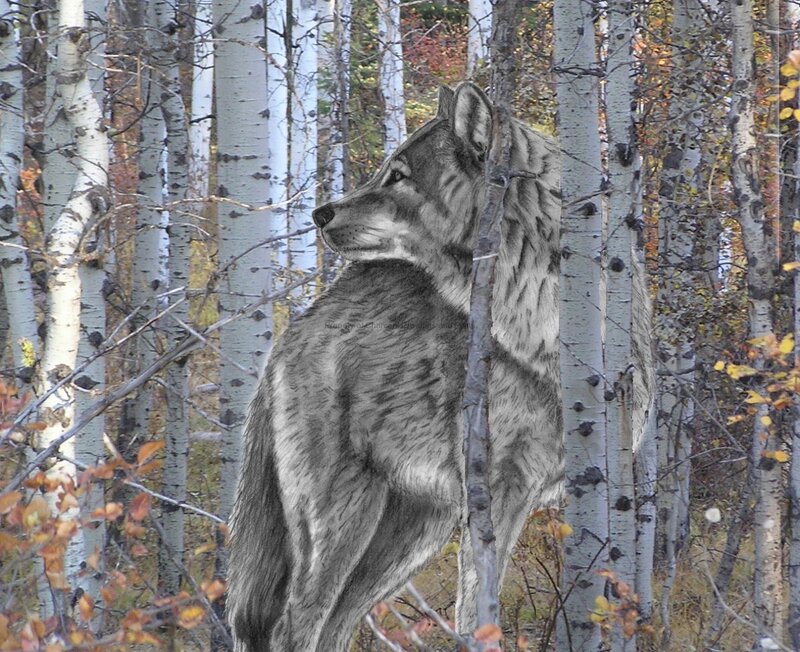 wolf in autumn forest