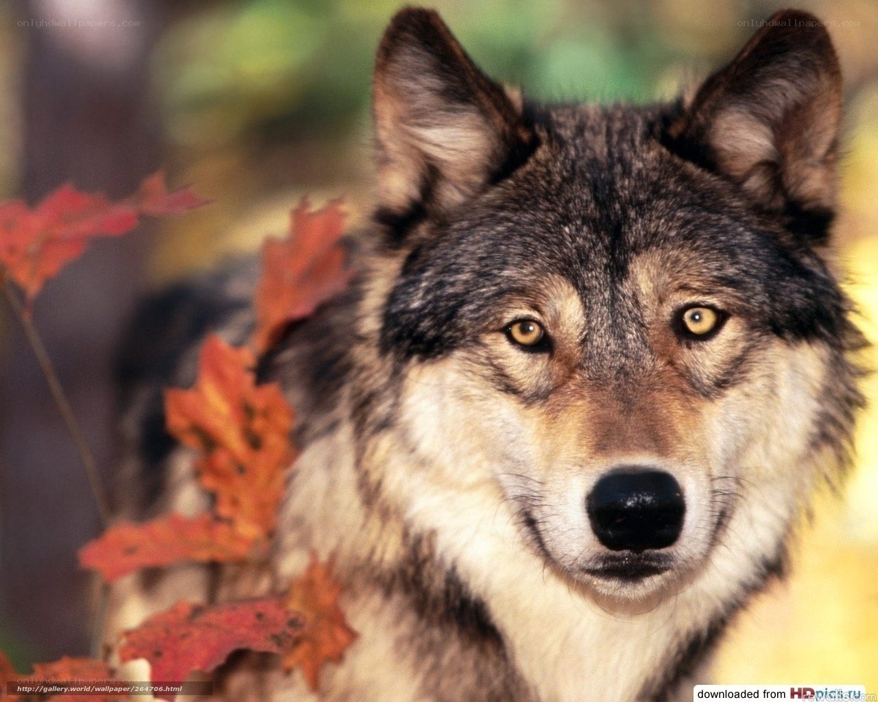 wolf in autumn forest