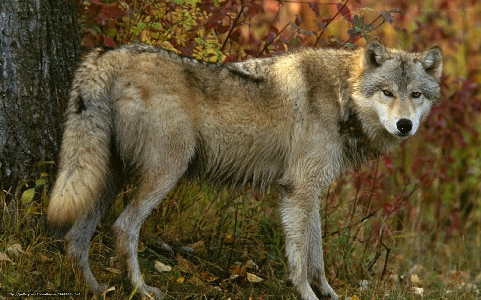 wolf in autumn forest