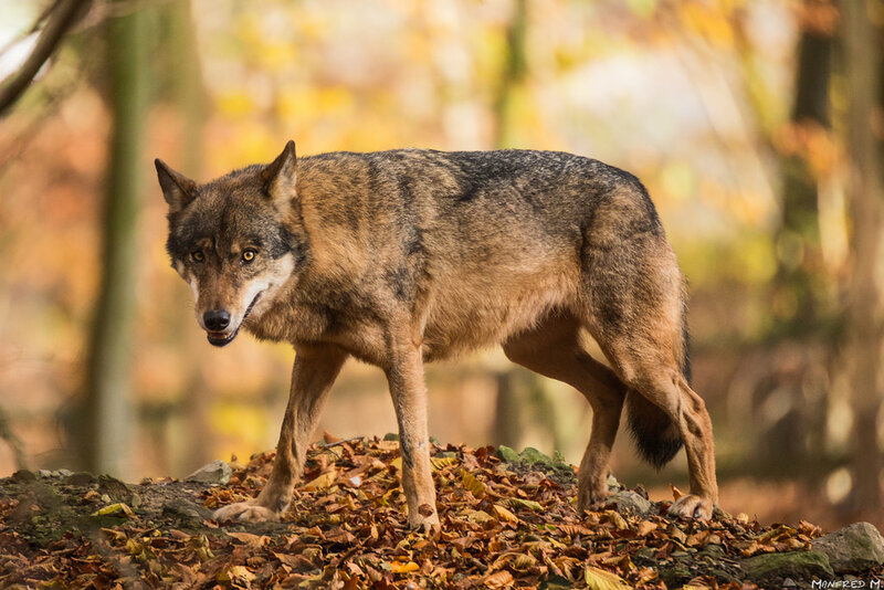 Wolf in Autumn Forest — Brown, Alert