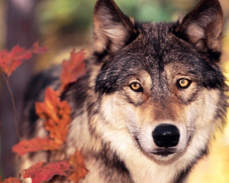 Wolf in Autumn Forest — Brown, Calm, Photograph, Autumn Leaves, Orange