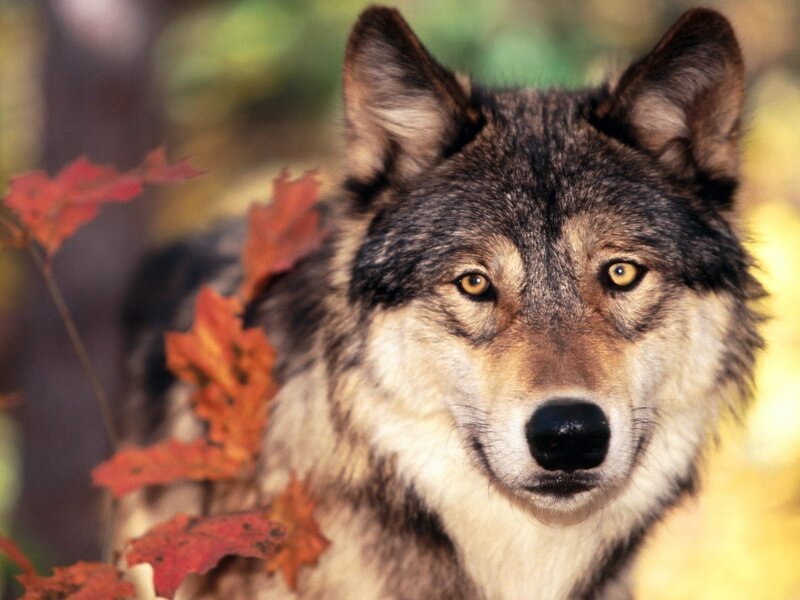 Wolf in Autumn Forest — Brown, Calm, Photograph