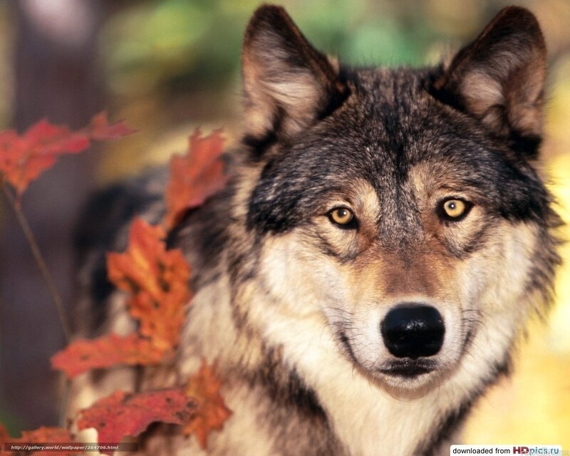 Wolf in Autumn Forest — Brown, Natural, Photograph, Autumn Leaves