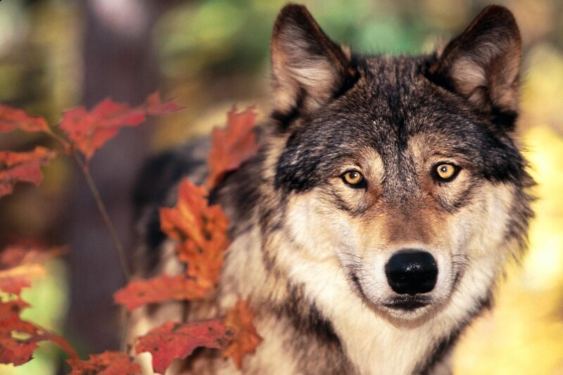 Wolf in Autumn Forest — Brown, Natural, Photograph