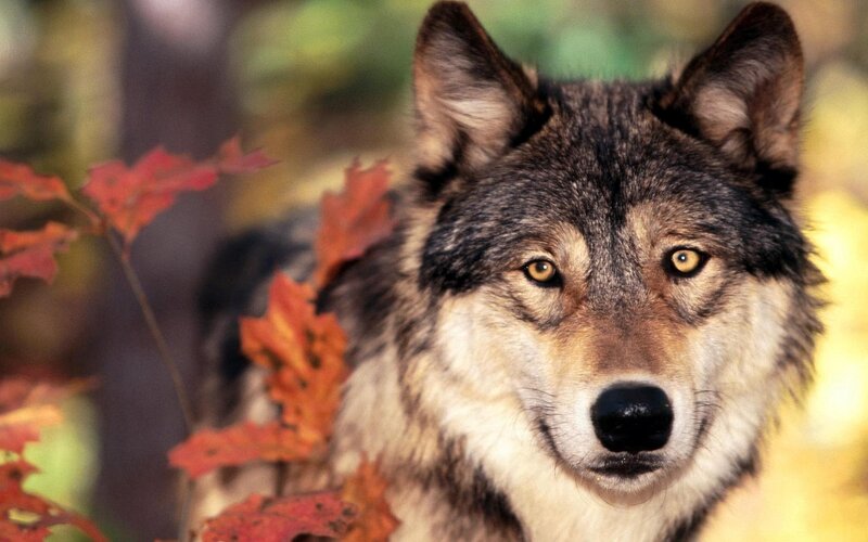 Wolf in Autumn Forest — Brown, Natural