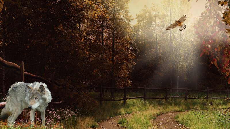 Wolf in Autumn Forest — Brown, Serene