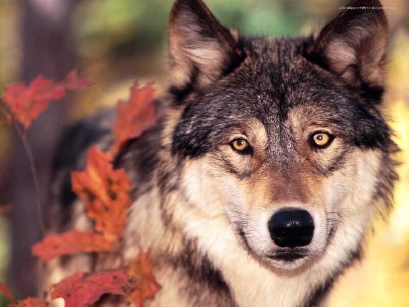 Wolf in Autumn Forest — Brown