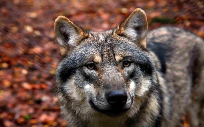 Wolf in Autumn Forest — Gray