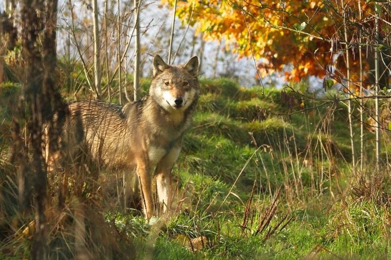 Wolf in Autumn Forest — Green