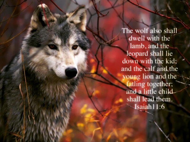 Wolf in Autumn Forest — Red