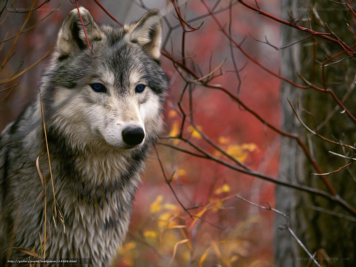 wolf in autumn forest