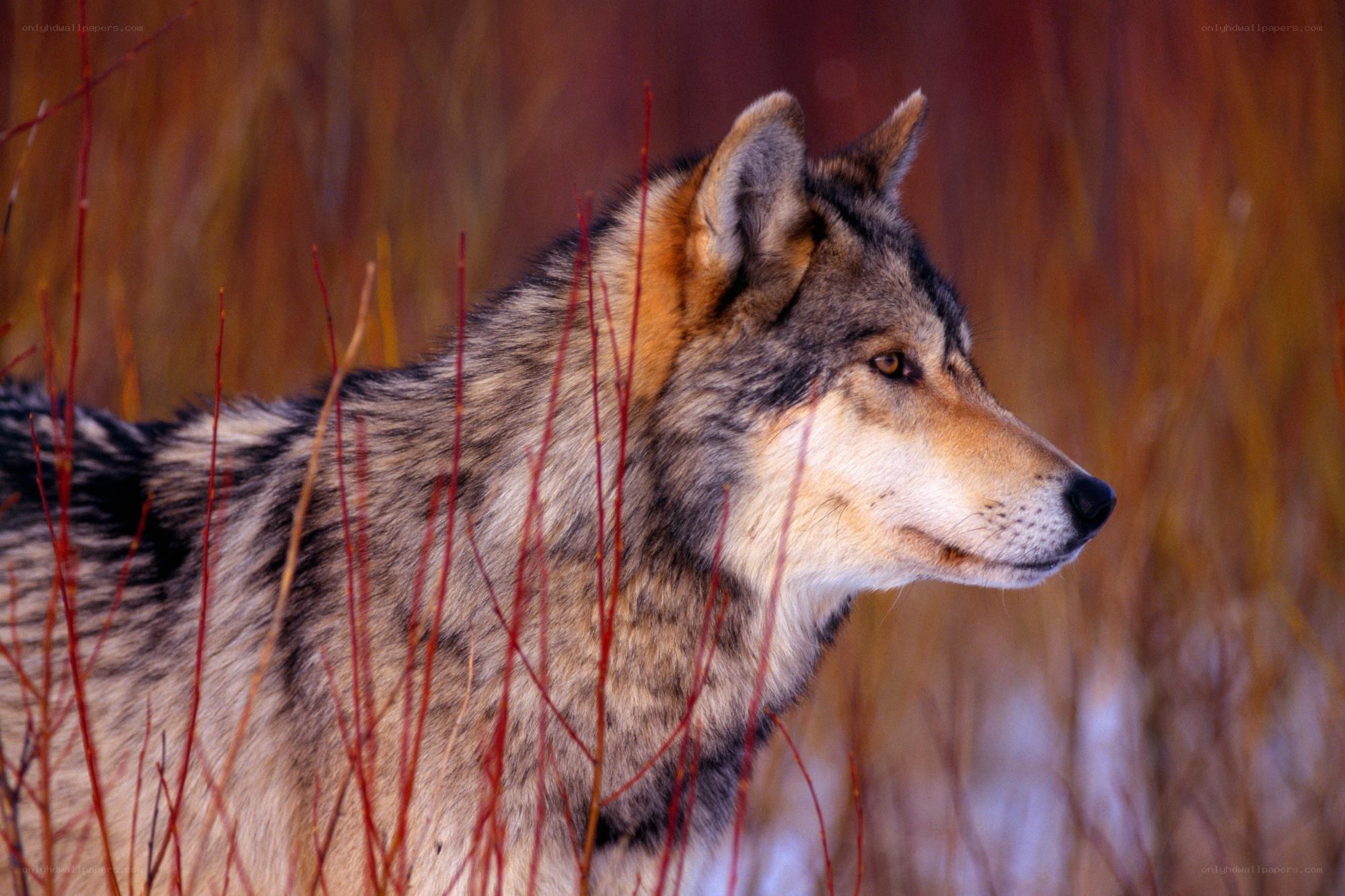 wolf in autumn grass