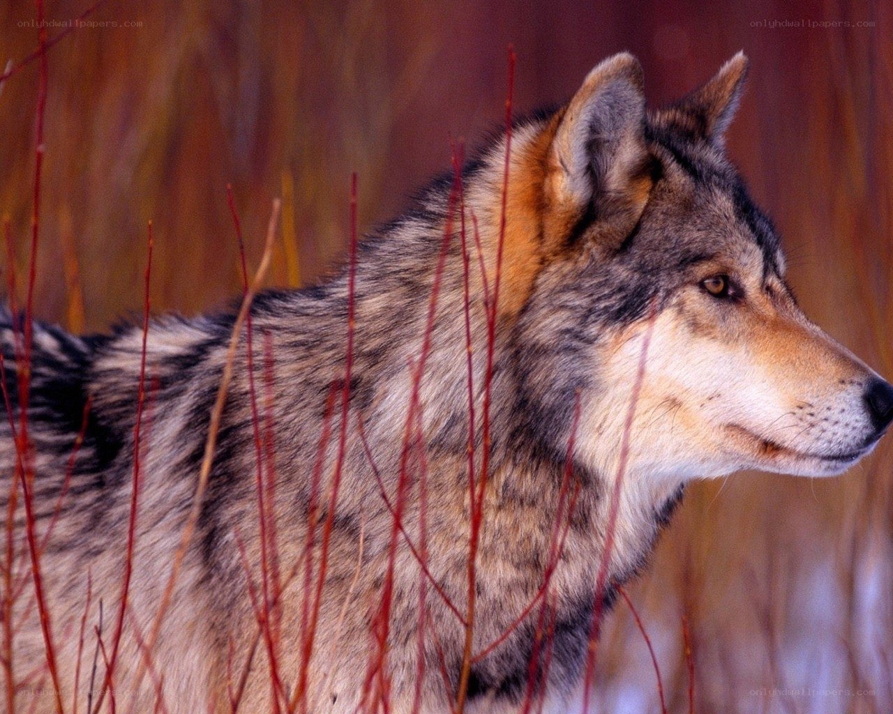 wolf in autumn grass